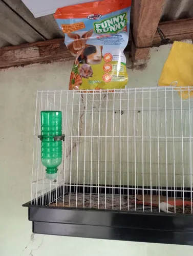 Vendo gaiola pra ramis ter ou rato suíço. 