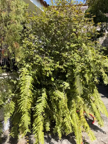 Jabuticaba Sabará 