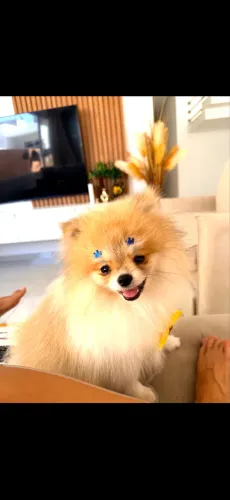 Lulu da pomerania anão 9 meses, adestrado e dócil!