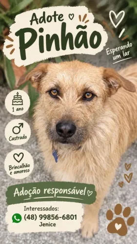 Cachorro super dócil