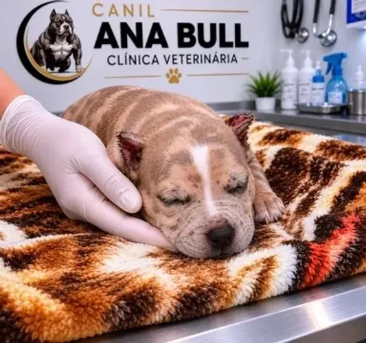 American bully canil renomado filhotes legítimos 