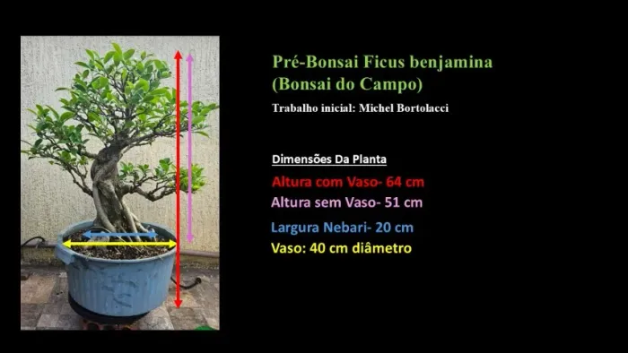 Pré-bonsai Ficus Benjamina (Bonsai do Campo)