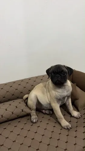 Filhote de pug