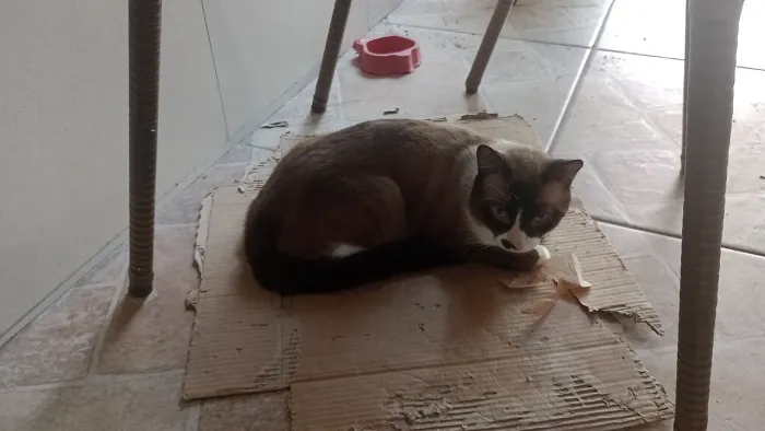Doação de Pet