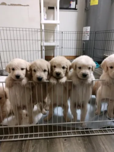 Golden retriever com garantia