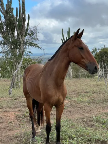 Égua nova macha batida