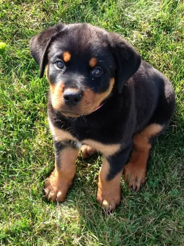 Filhote de Rottweiler o companheiro forte que também conquista pela doçura