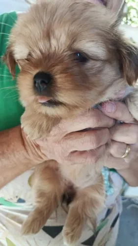 Filhote de Lhasa Apso