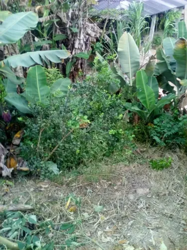 chacara em betim 2.000 m2