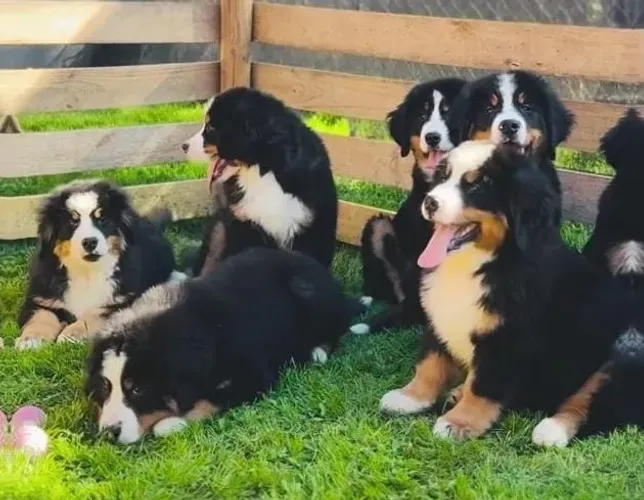 Filhotes de Bernese | Filhotes cheios de carinho esperando por você