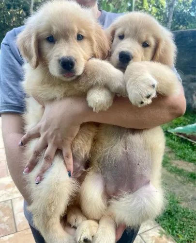 . Lindos Filhotes de Golden Retriever Disponíveis