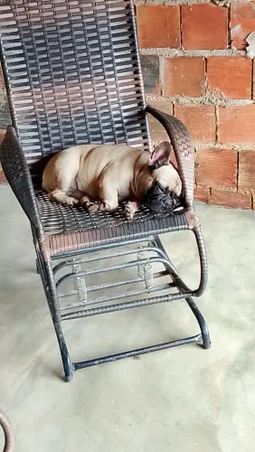 Bulldog francês para doação 