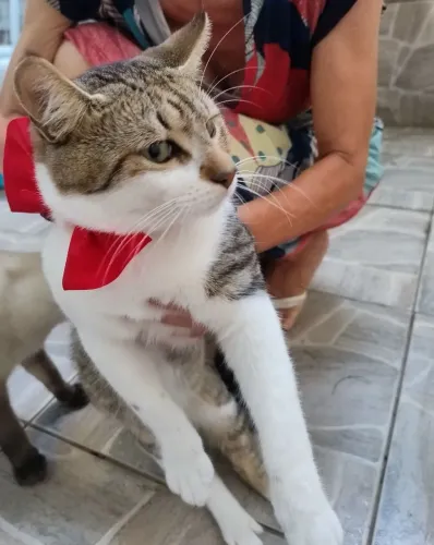 Gato tigrado e branco alegre, pura brincadeira. Precisa de um lar responsável 