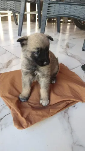 Cachorro Pastor Alemão 