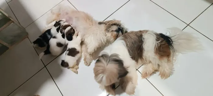 Vende esses cachorro. Shit_tzu