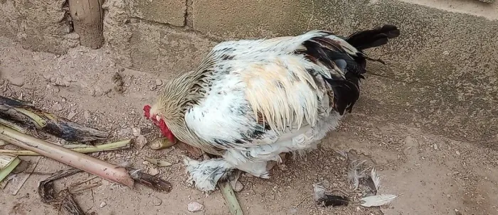 Galo Brahma puro 