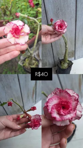 Rosas do deserto variadas