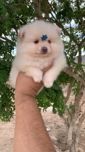 Spitz alemão
