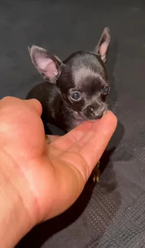Pinscher 00 Black Sólido muito rara
