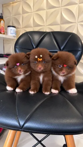 Ursinho de chocolate Lulu da Pomerania