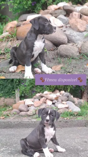 FILHOTES DE AMERICAN STAFFORDSHIRE TERRIER (AMSTAFF)
