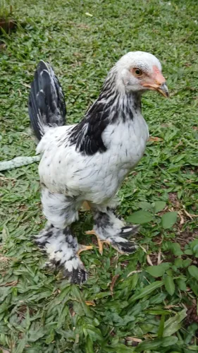 Franguinhos Brahma White e Light