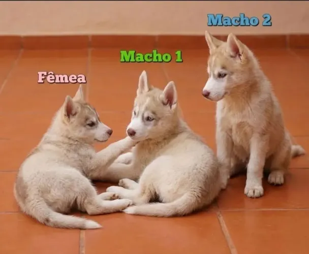 Doação Husky (com taxa)