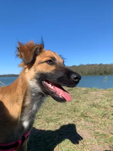 Cachorro doação