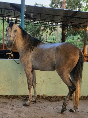Potro
