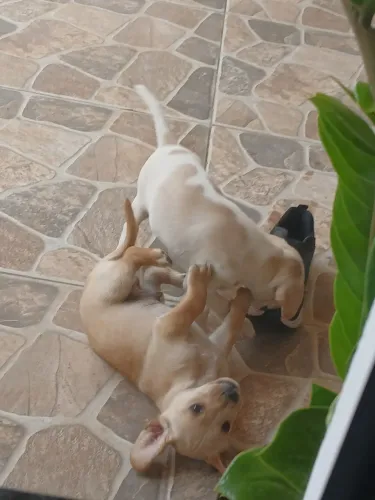Doação 