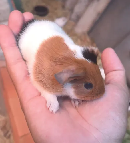 Porquinho da Índia