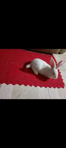 Coelha