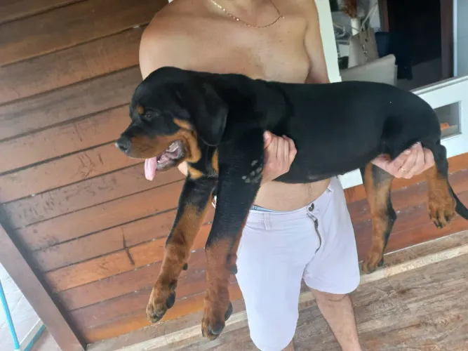 Vendo filhotes de rottweiler