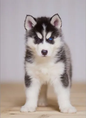 Husky Siberiano Amor que se constrói sem pressa