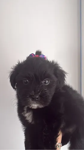 Lhasaapso fêmea