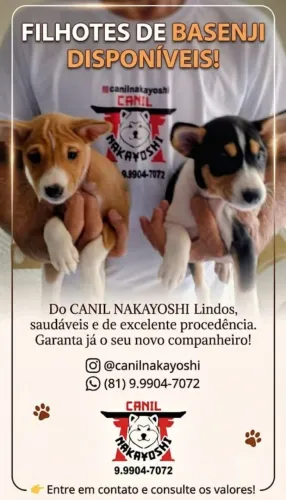Cães