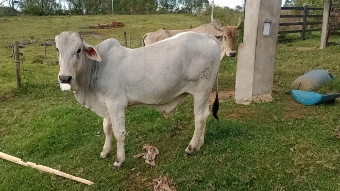 Vendo Gado Bezerro Vaca