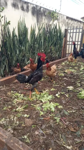 Galos lindos e novos