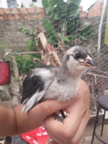 Pintinhos Easter Eggers