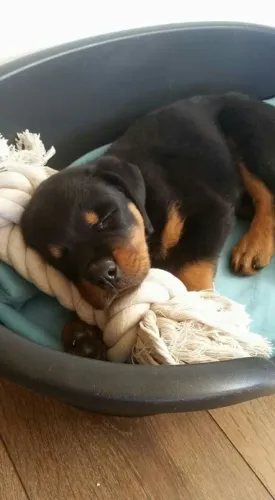 Rottweiler O doguinho perfeito está esperando por você