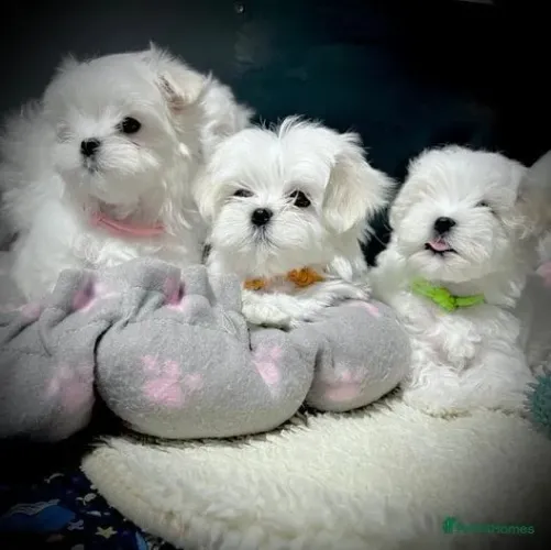 Filhote de cachorro Maltês saudável de temperamento muito dócil