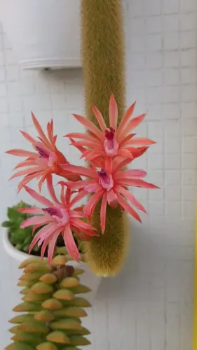 Planta Cacto Rabo de Gato - 60cm de Comprimento
