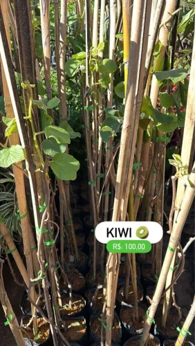 Mudas de Kiwi