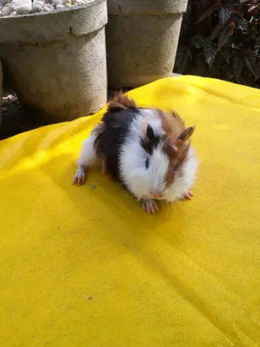 Porquinho da india ingles 