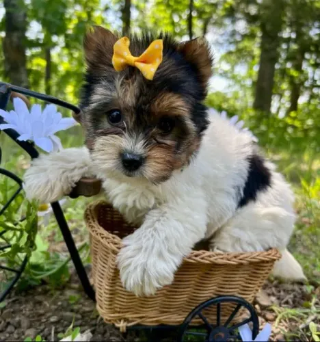 Biewer Terrier Fêmea - Padrão Internacional
