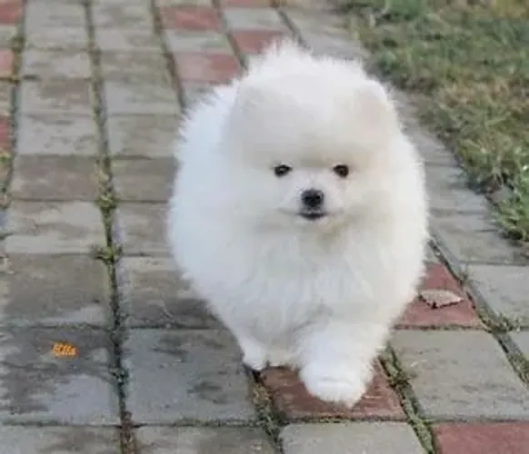 Spitz: Um brinquedo que respira e te ama.