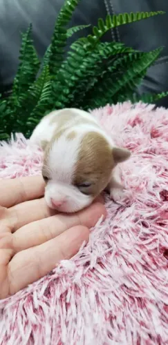 Chihuahua - A Pequena Raça com Grande Personalidade!