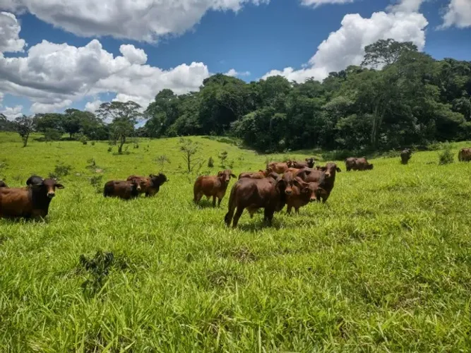 Fazendinha 21.800m²