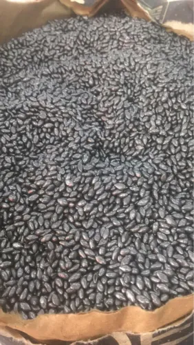 Vendo semente brachiaria,Zuri, massai,Mombaça 