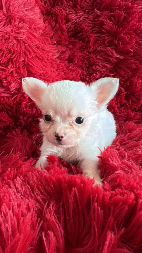Chihuahua branco pêlo longo você encontra aqui 